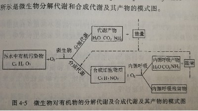 微生物代谢模式图