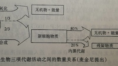 活性污泥代谢活动数量关系